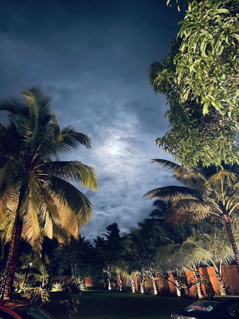 moon through palms