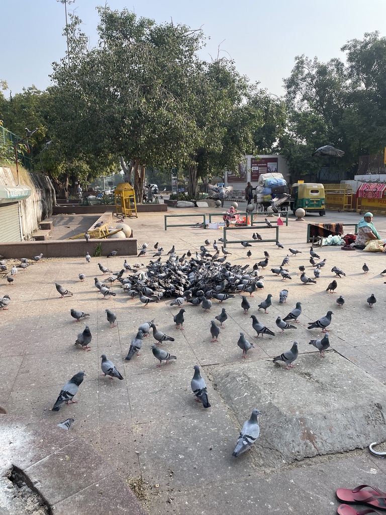 pigeons