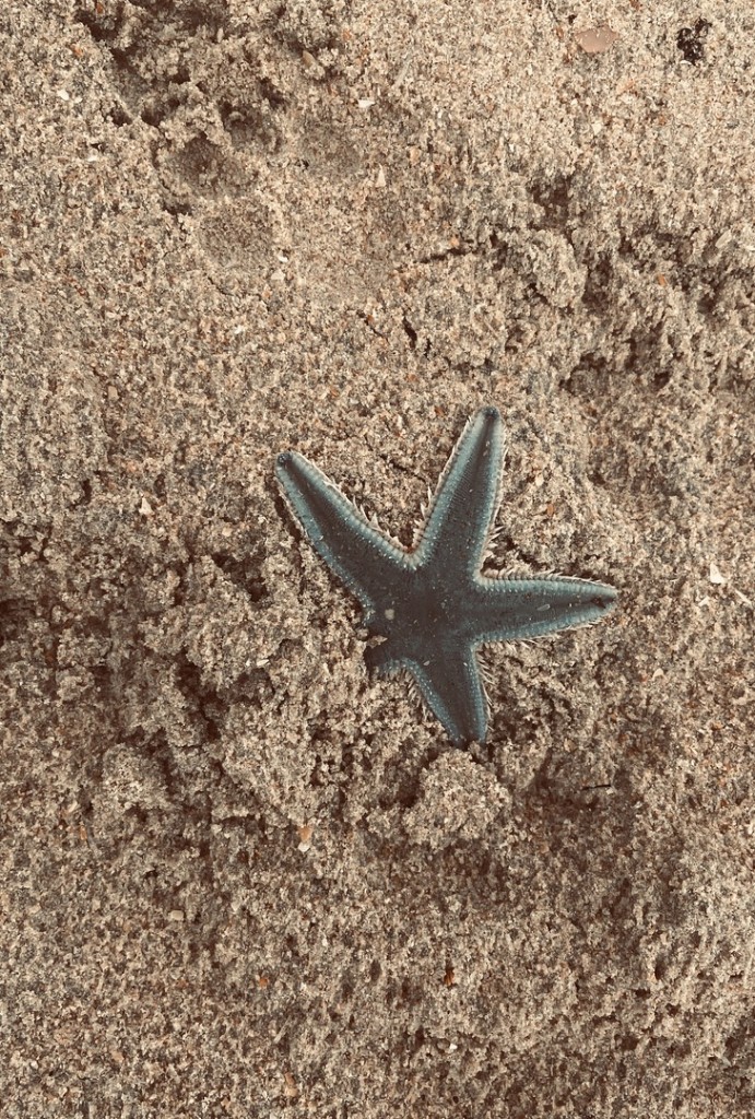starfish